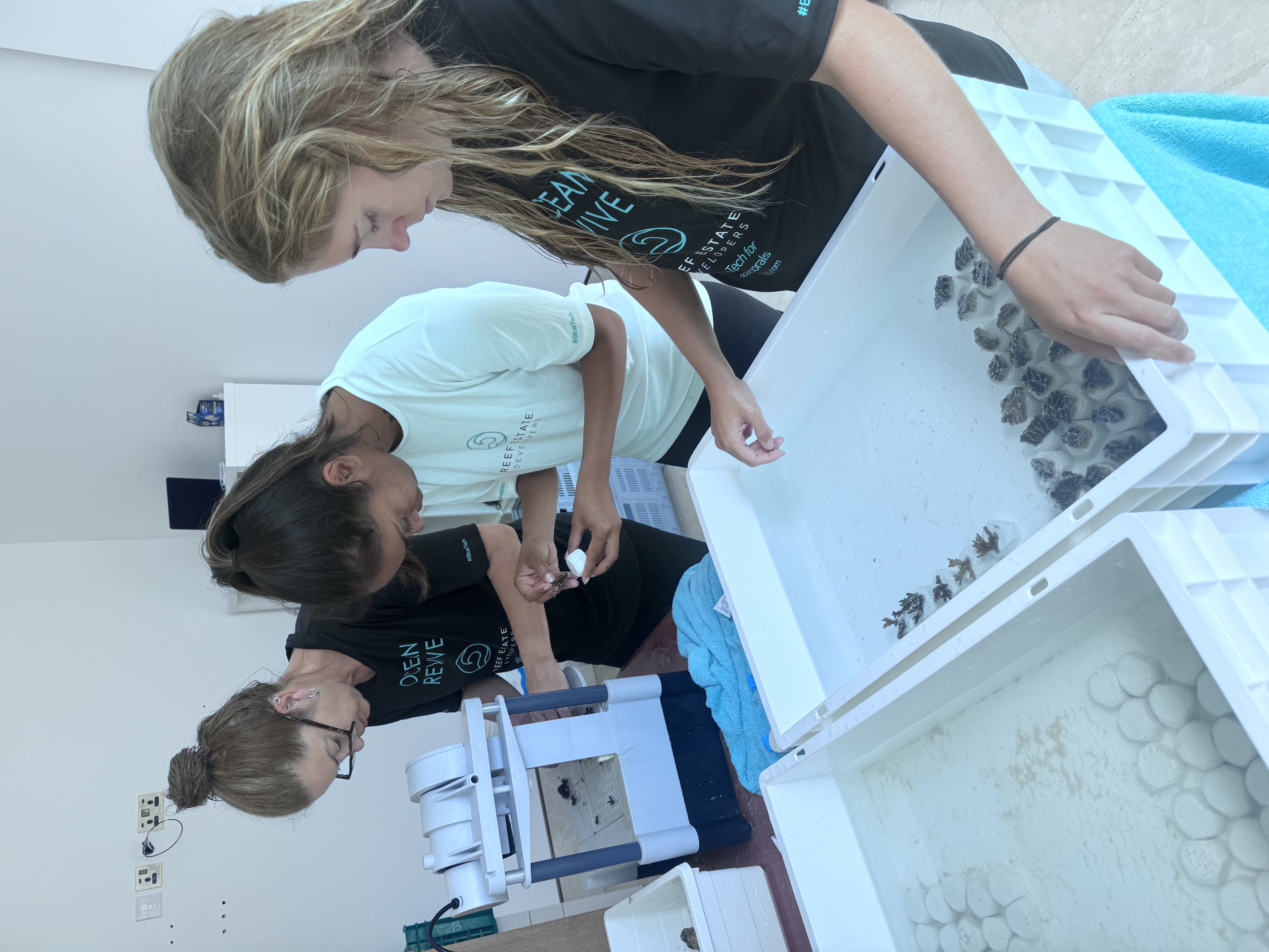 Ocean Revive team preparing coral fragments for outplanting