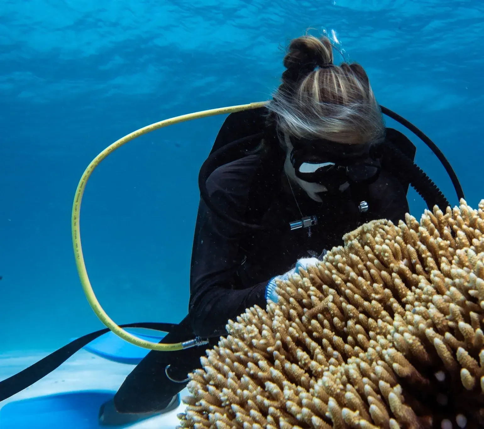 Coral bleaching