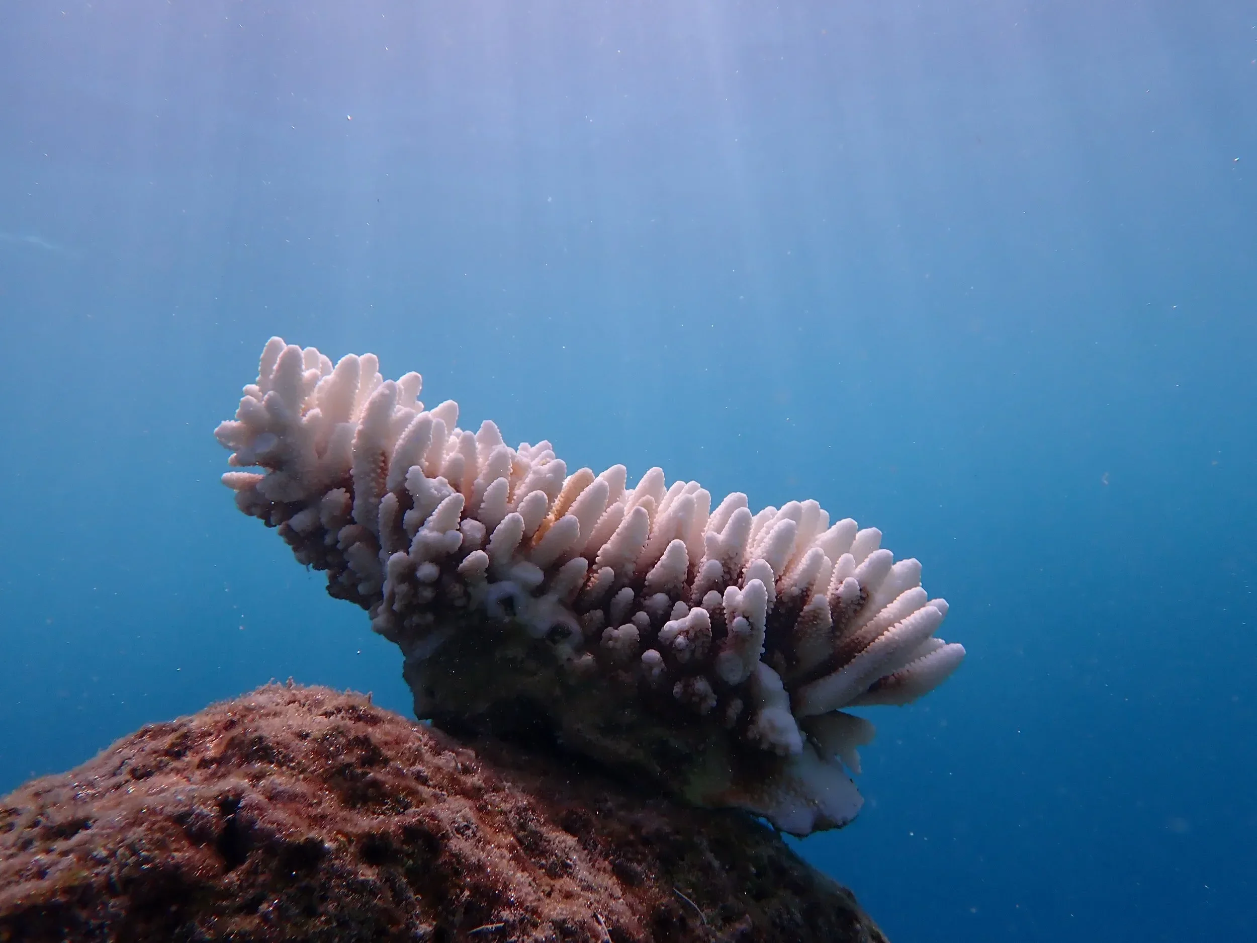 Red Sea reefs